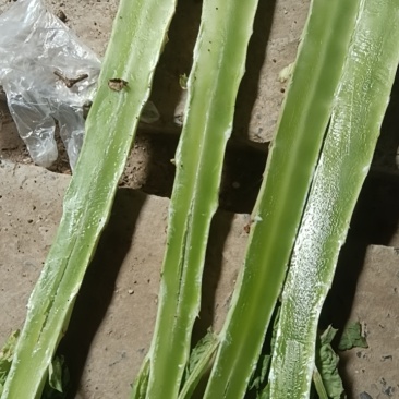 红叶莴笋