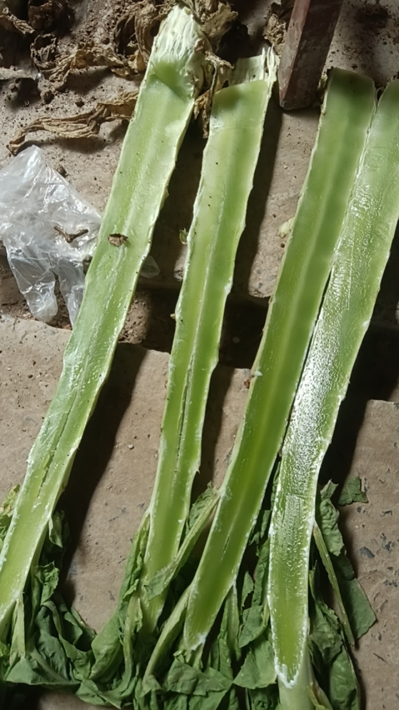 红叶莴笋
