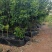 果树袋苗：柚子树，桑椹树，李子树，樱桃树，枇杷树及各种绿