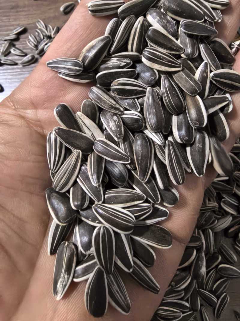高端电商瓜子美人心，千粒500，没有内霉，没有坏籽，