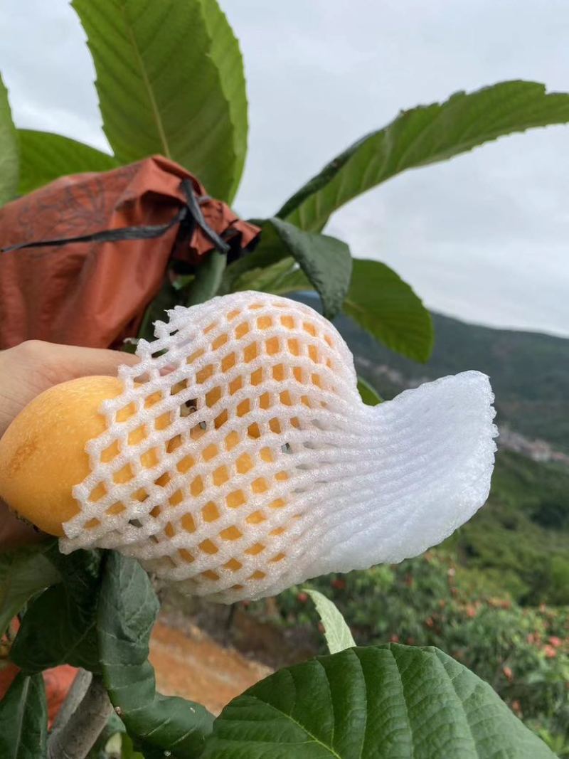 莆田枇杷（解放钟）自家果园，自产自销，现摘现卖