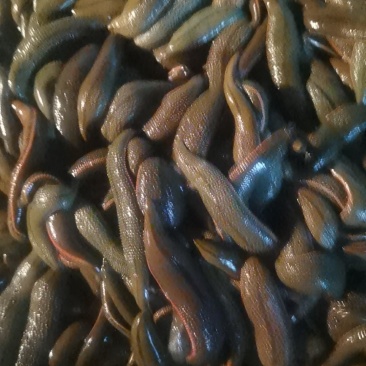 菲牛蛭