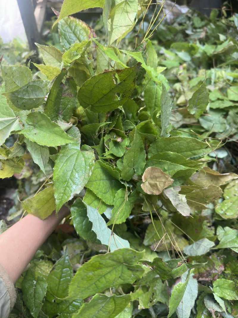 淫羊藿种苗