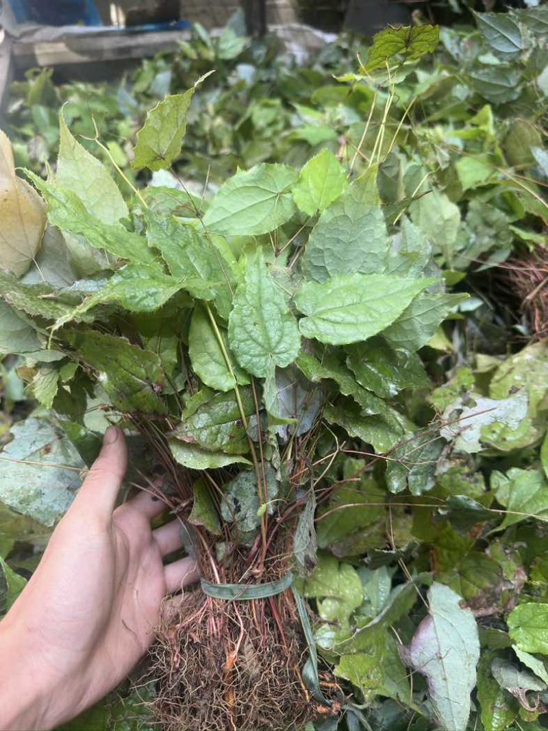 淫羊藿种苗