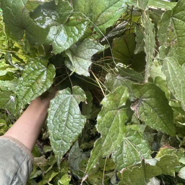 箭叶淫羊藿种苗