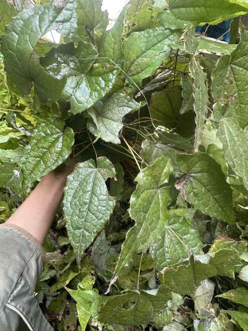 箭叶淫羊藿种苗