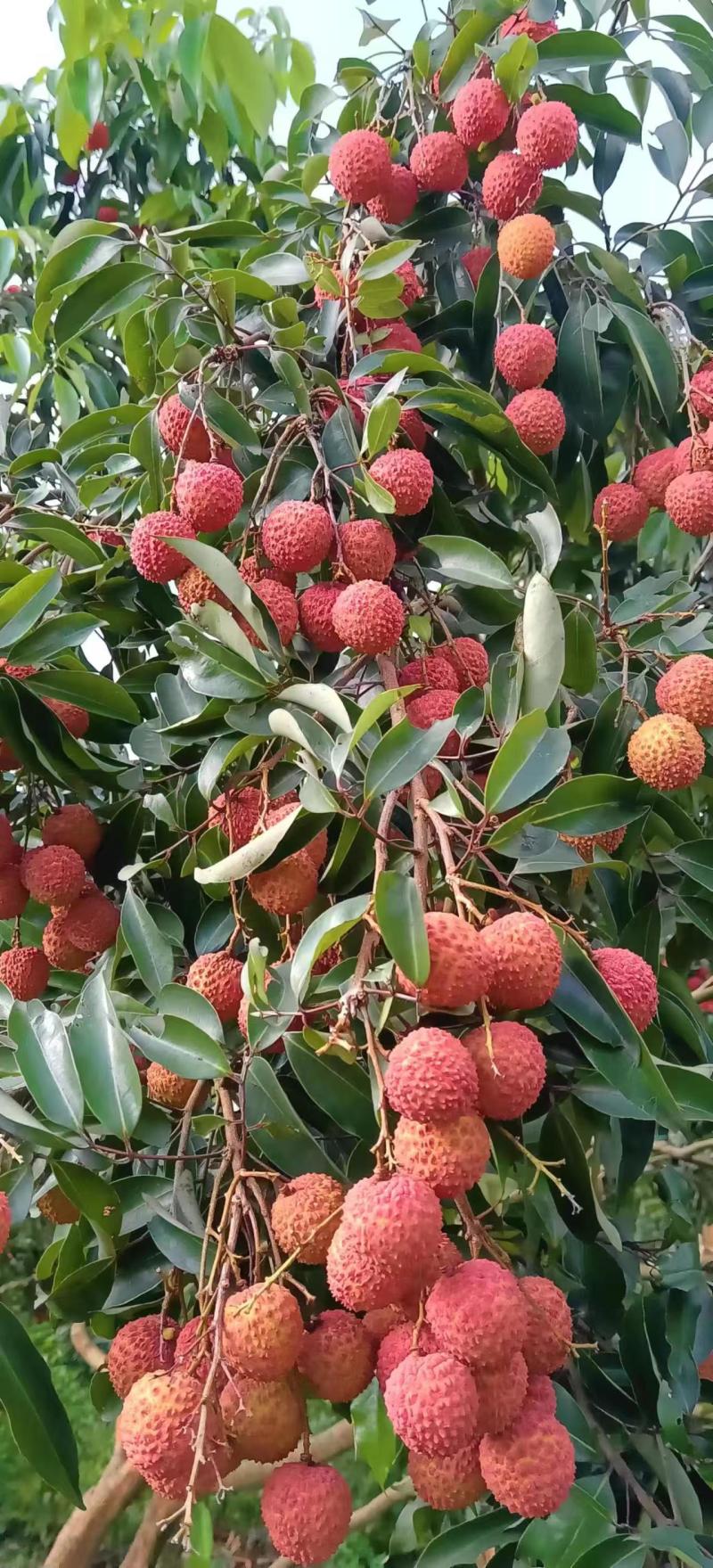 广东精品荔枝产地直发甜度高对接商超市场电商欢迎咨询