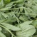 车前草