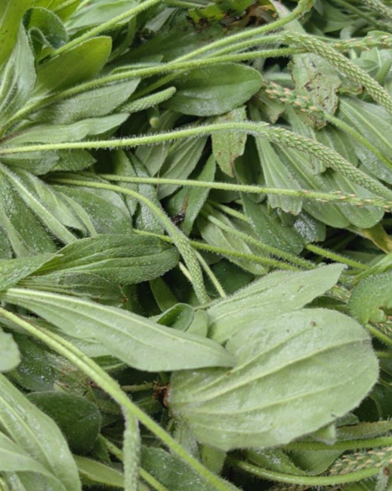 车前草