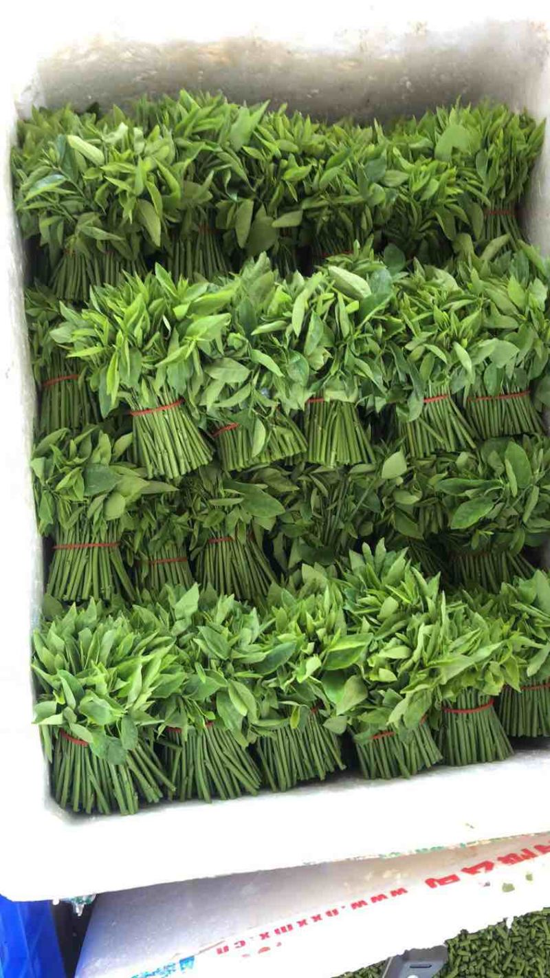 树仔菜现摘当天发货