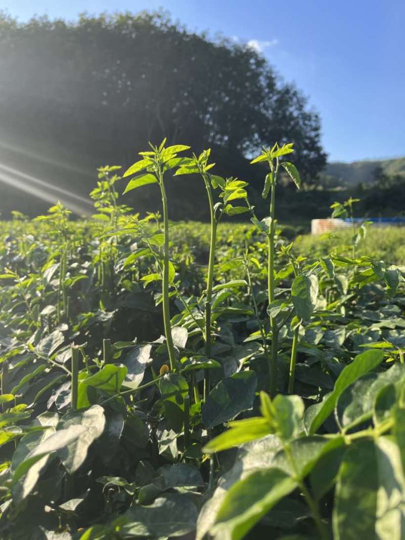 树仔菜现摘当天发货