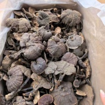 【贵州货】野生甜竹灵芝可长期稳定供货欢迎咨询