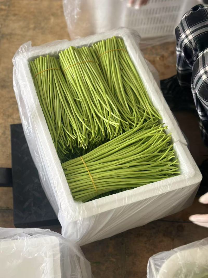 云南精品芦蒿、黎蒿，泥蒿
