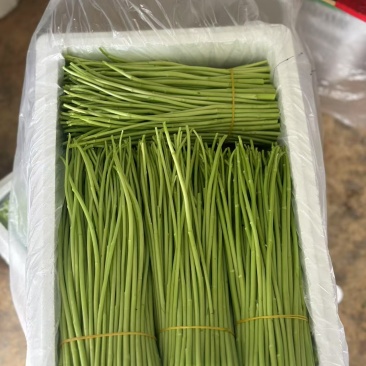 云南精品芦蒿、黎蒿，泥蒿