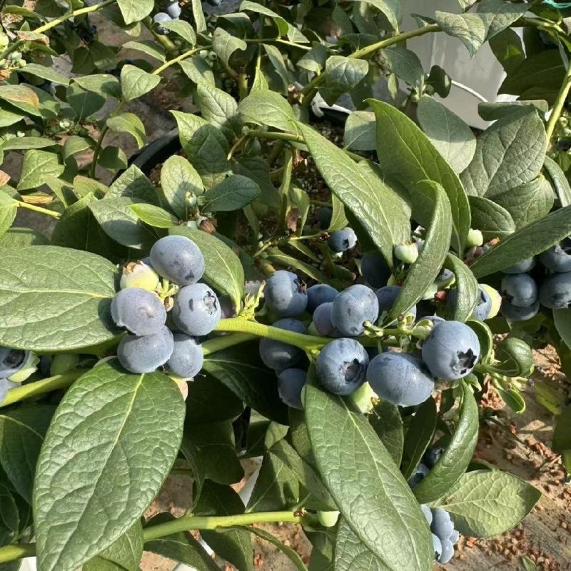 蓝莓