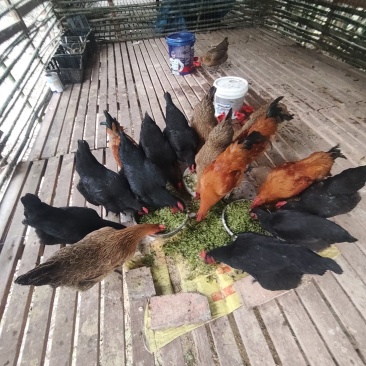 土鸡