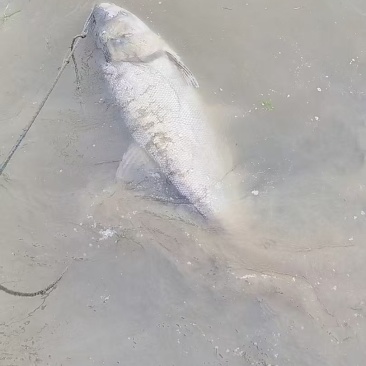 湖北鲢鱼