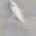 湖北鲢鱼