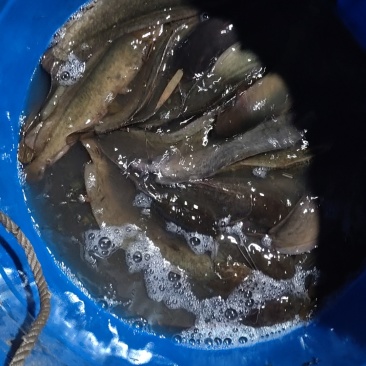 大量出售塘鲺鱼规格半斤左右