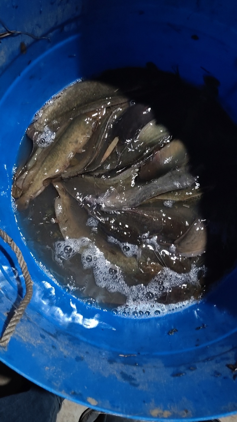 大量出售塘鲺鱼规格半斤左右