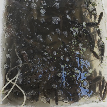 鲫鱼