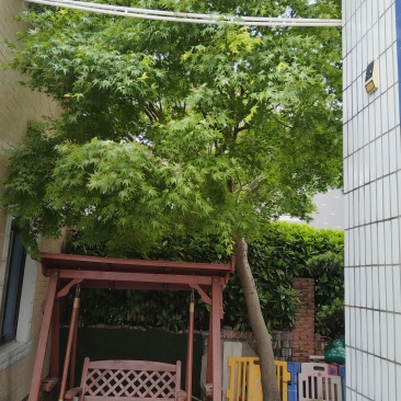 精品鸡爪槭