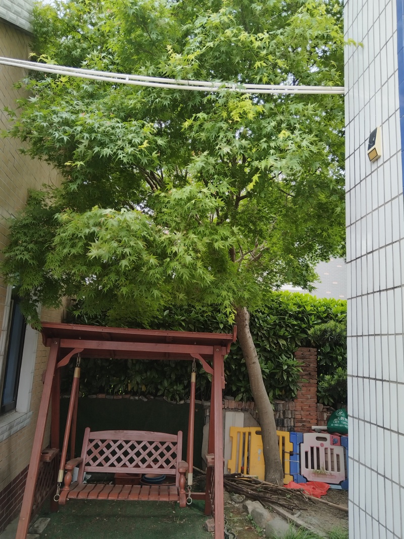 精品鸡爪槭