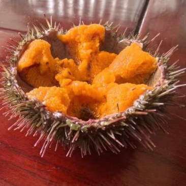 马粪海胆，价格优势