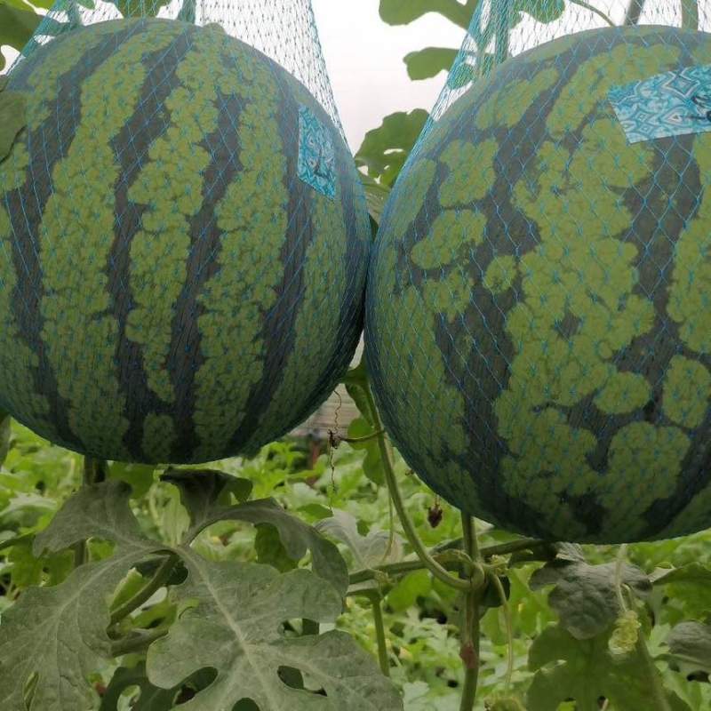 安徽芜湖自家种植大棚美都西瓜