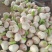 河南精品大蒜把蒜产地直发品质保证量大从优欢迎咨询