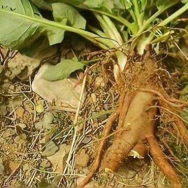 土大黄。鲜货，野生。