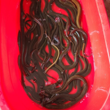 鳝鱼
