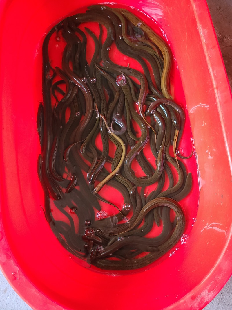 鳝鱼