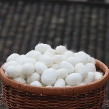 蚕茧