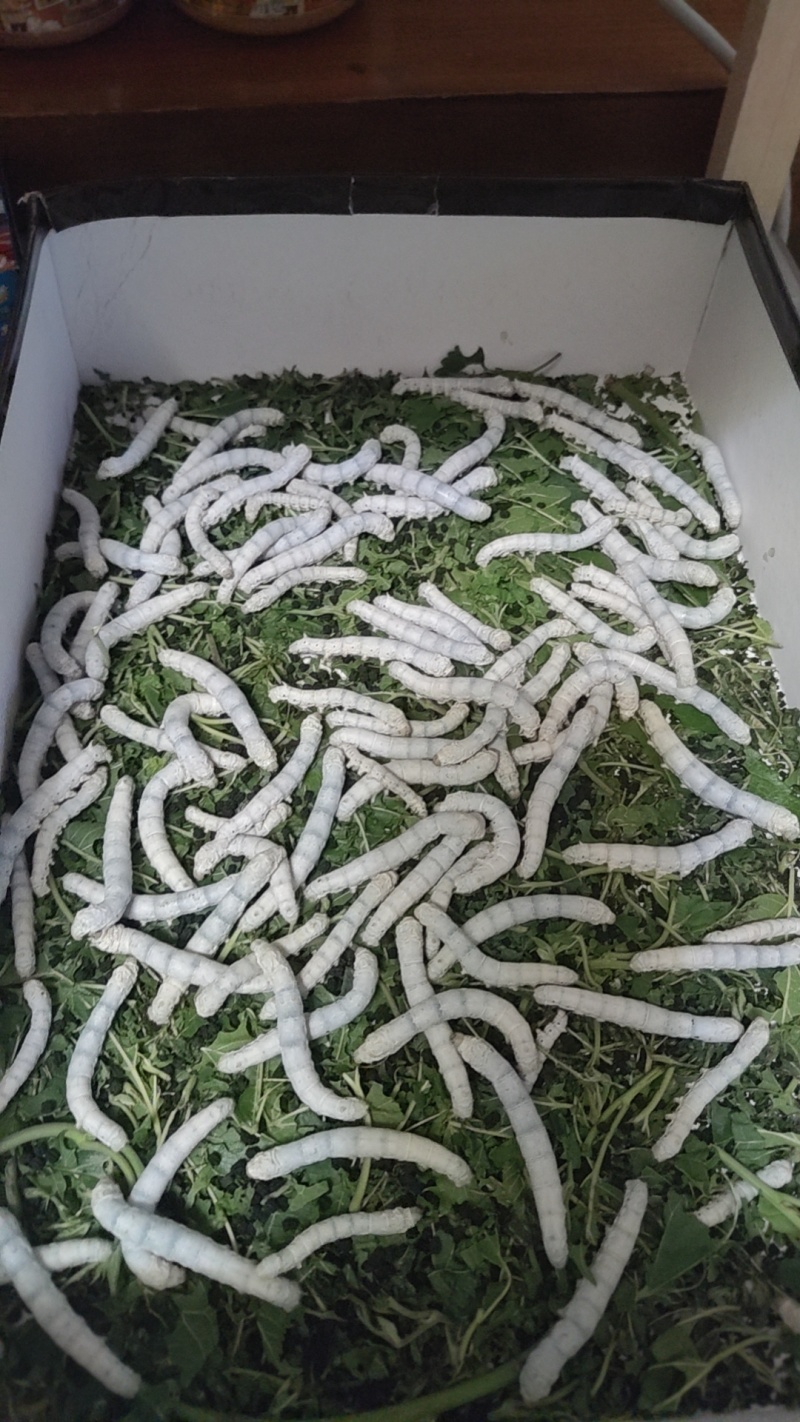 蚕茧