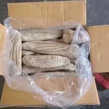 鲨鱼肚海鱼肚海鱼胃海八珍之一