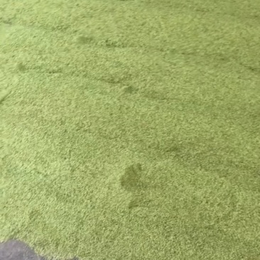 猫爪草种子