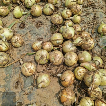 新野县洋葱基地直发红葱黄葱8-13规格