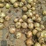 新野县洋葱基地直发红葱黄葱8-13规格