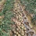 新野县洋葱基地直发红葱黄葱8-13规格