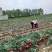 新野县洋葱基地直发红葱黄葱8-13规格