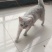 银渐层（猫)