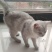 银渐层（猫)