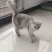 银渐层（猫)