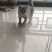 银渐层（猫)