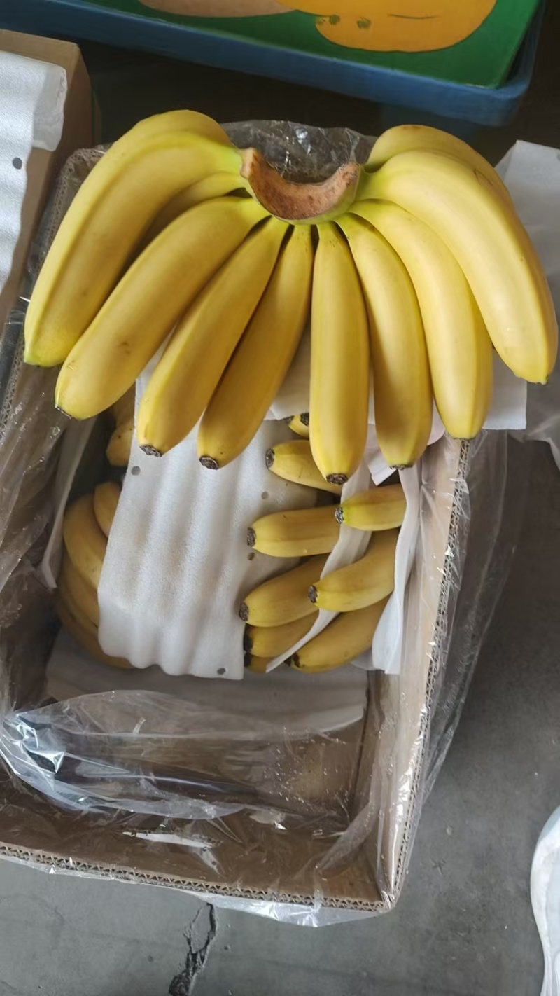 有大量一级二级青蕉，黄蕉现货，品质保证，量大从优，可视频看货