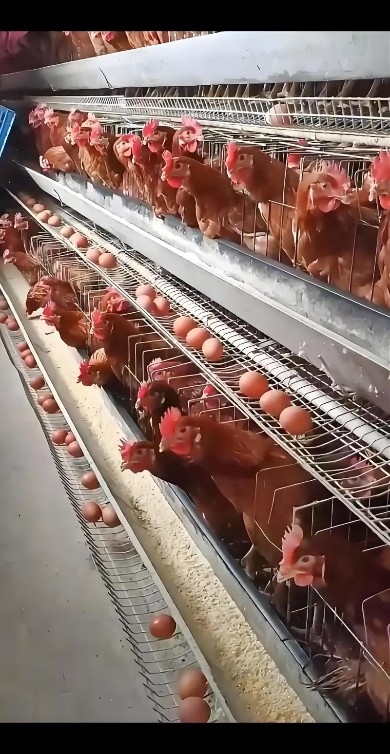 蛋鸡蛋鸭鹌鹑鸽子补钙贝壳粉