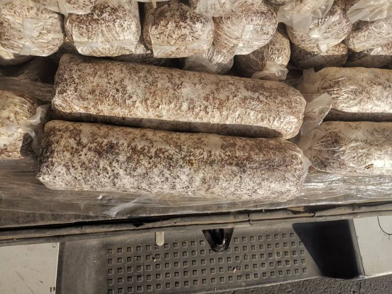 出售新品食用菌棒，产品包回，收1万棒起10元/棒包邮