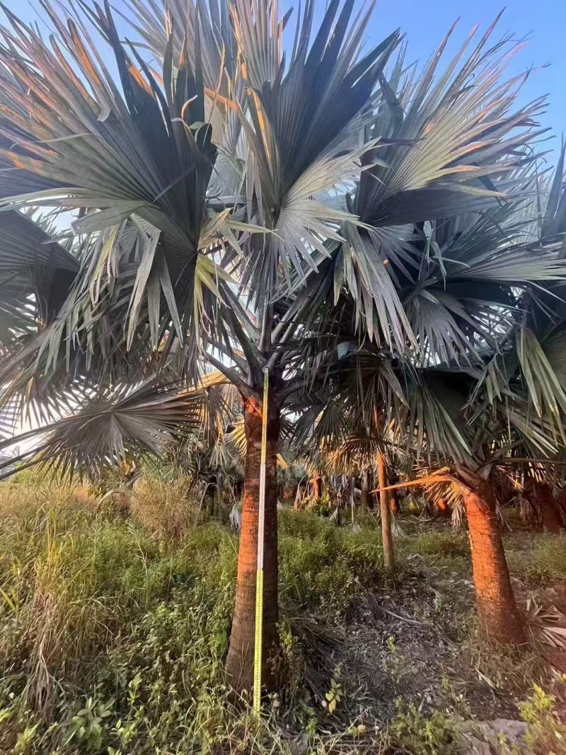 银叶霸王棕