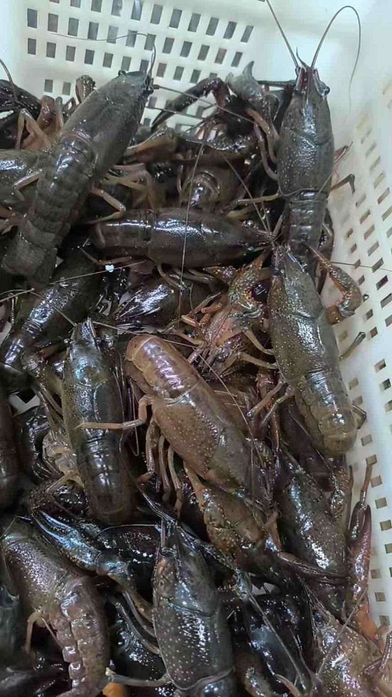 湖北潜江小龙虾批发，薄利多销